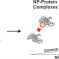 Size-Dependent Protein–Nanoparticle Interactions in Citrate-Stabilized Gold Nanoparticles: The Emergence of the Protein Corona. Published in Bioconjugate Chemistry