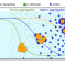 Formation of the Protein Corona: The Interface between Nanoparticles and the Immune System. Published in Seminars in Immunology